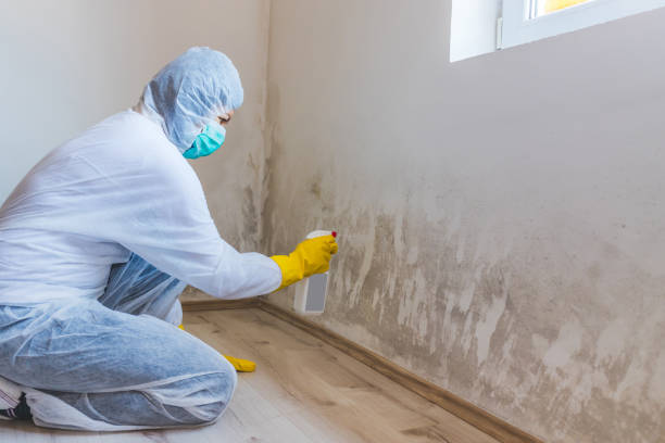 Mold Remediation specialist working in Seaford